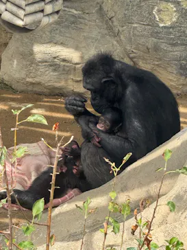 天王寺動物園に投稿された画像（2026/9/5）