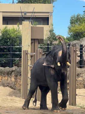 天王寺動物園に投稿された画像（2026/9/5）