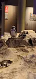 すみだ水族館に投稿された画像（2026/9/5）