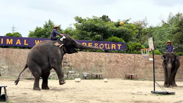 ANIMAL WONDER REZOURT 市原ぞうの国・サユリワールドに投稿された画像（2026/9/5）