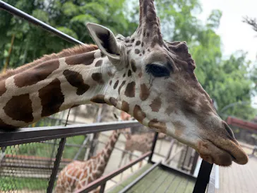 ANIMAL WONDER REZOURT 市原ぞうの国・サユリワールドに投稿された画像（2026/9/5）