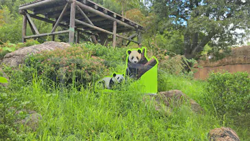 上野動物園 ハシビロカートに投稿された画像（2026/9/5）