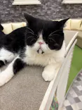 猫カフェモカ イオンモール神戸北店に投稿された画像（2026/9/5）