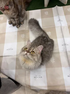 猫カフェモカ イオンモール神戸北店に投稿された画像（2026/9/5）