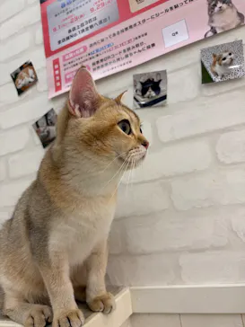 猫カフェモカ イオンモール神戸北店に投稿された画像（2026/9/5）