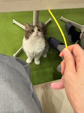 猫カフェモカ イオンモール神戸北店に投稿された画像（2026/9/5）