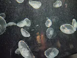 環境水族館アクアマリンふくしまに投稿された画像（2026/9/5）
