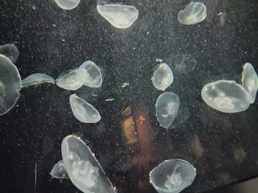 環境水族館アクアマリンふくしまに投稿された画像（2026/9/5）