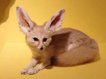 特別展「いきもの超ワールド展　国立科学博物館×ダーウィンが来た！」（国立科学博物館）に投稿された画像（2026/9/5）