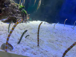 名古屋港水族館に投稿された画像（2026/9/5）