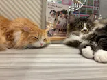 猫カフェモカ　イオンモール高崎店に投稿された画像（2026/9/6）
