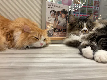 猫カフェモカ　イオンモール高崎店に投稿された画像（2026/9/5）