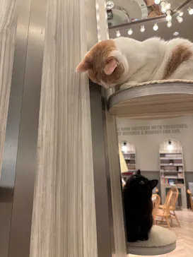 猫カフェモカ　イオンモール高崎店に投稿された画像（2026/9/5）
