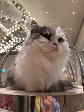 猫カフェモカ　イオンモール高崎店に投稿された画像（2026/9/5）