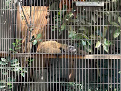 名古屋市東山動植物園に投稿された画像（2026/9/6）