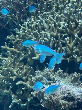 沖縄美ら海水族館に投稿された画像（2026/9/6）