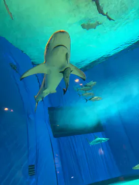 沖縄美ら海水族館に投稿された画像（2026/9/6）