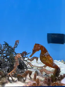 沖縄美ら海水族館に投稿された画像（2026/9/6）