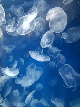 葛西臨海水族園に投稿された画像（2026/9/6）