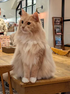 猫カフェモカ　池袋東口店に投稿された画像（2026/9/6）