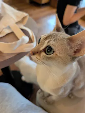 猫カフェモカ　池袋東口店に投稿された画像（2026/9/6）