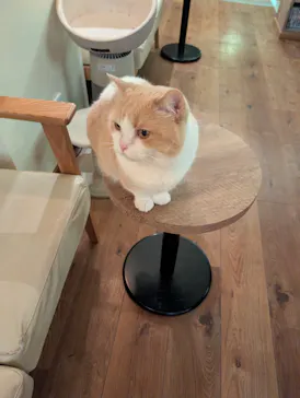 猫カフェモカ　池袋東口店に投稿された画像（2026/9/6）