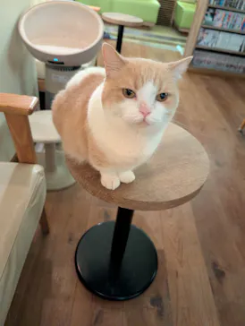猫カフェモカ　池袋東口店に投稿された画像（2026/9/6）