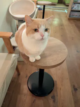 猫カフェモカ　池袋東口店に投稿された画像（2026/9/6）