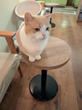猫カフェモカ　池袋東口店に投稿された画像（2026/9/6）