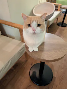 猫カフェモカ　池袋東口店に投稿された画像（2026/9/6）