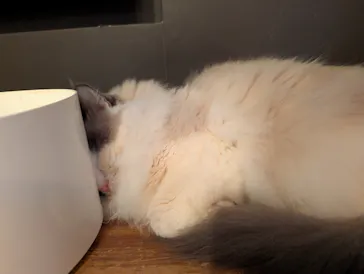 猫カフェモカ　池袋東口店に投稿された画像（2026/9/6）