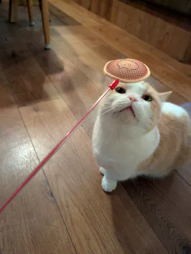 猫カフェモカ　池袋東口店に投稿された画像（2026/9/6）