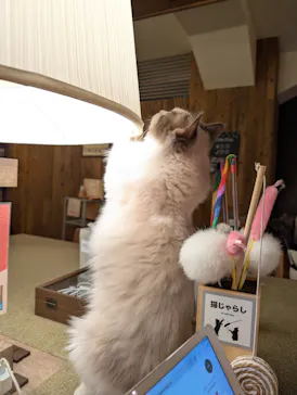 猫カフェモカ　池袋東口店に投稿された画像（2026/9/6）