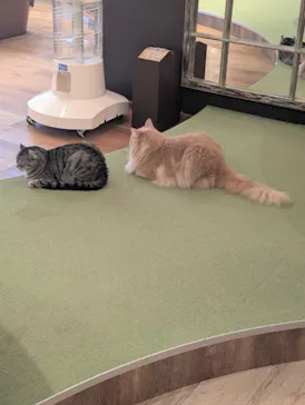 猫カフェモカ　池袋東口店に投稿された画像（2026/9/6）