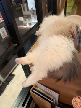 猫カフェモカ　池袋東口店に投稿された画像（2026/9/6）