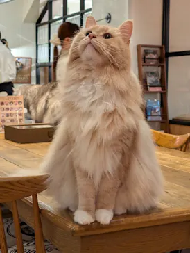 猫カフェモカ　池袋東口店に投稿された画像（2026/9/6）