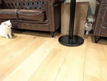 猫カフェモカ　池袋東口店に投稿された画像（2026/9/6）
