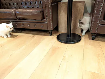 猫カフェモカ　池袋東口店に投稿された画像（2026/9/6）