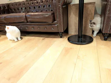 猫カフェモカ　池袋東口店に投稿された画像（2026/9/6）