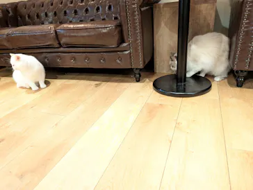 猫カフェモカ　池袋東口店に投稿された画像（2026/9/6）