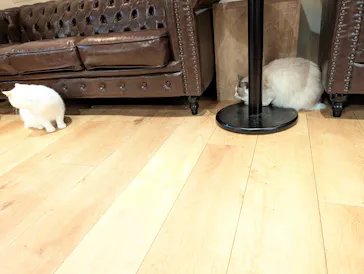 猫カフェモカ　池袋東口店に投稿された画像（2026/9/6）