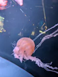 京都水族館に投稿された画像（2026/9/6）
