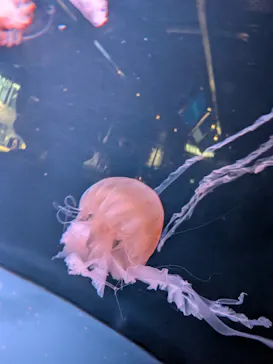 京都水族館に投稿された画像（2026/9/6）