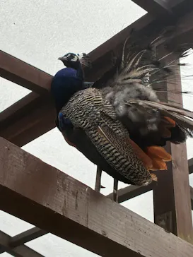 伊豆シャボテン動物公園に投稿された画像（2026/9/6）