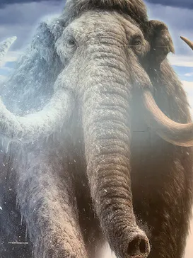 特別展「氷河期展　人類が見た４万年前の世界」（福岡会場）に投稿された画像（2026/9/6）