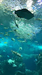 新江ノ島水族館に投稿された画像（2026/9/6）