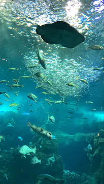 新江ノ島水族館に投稿された画像（2026/9/6）