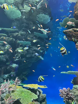 島根県立 しまね海洋館に投稿された画像（2026/9/6）