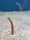 しながわ水族館に投稿された画像（2026/9/6）