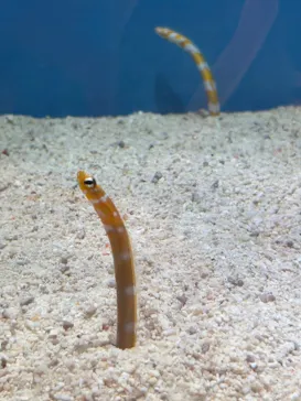 しながわ水族館に投稿された画像（2026/9/6）